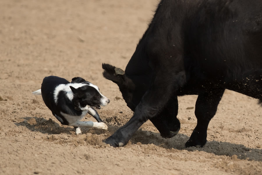 Julie Webb   Cattle Dogs 0054