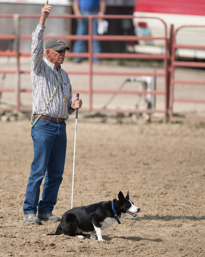 Julie Webb   Cattle Dogs 0132