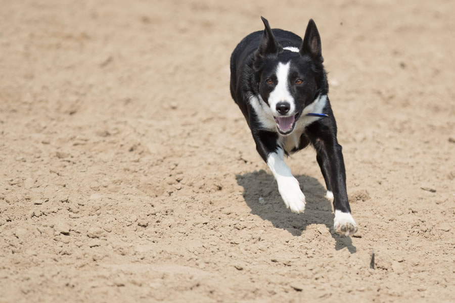 Julie Webb   Cattle Dogs 0134