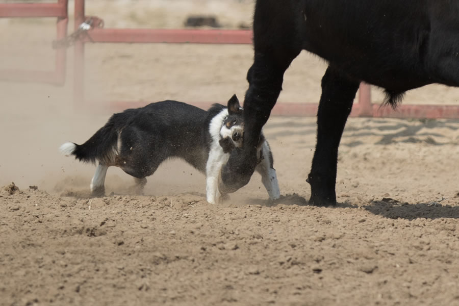 Julie Webb   Cattle Dogs 0178